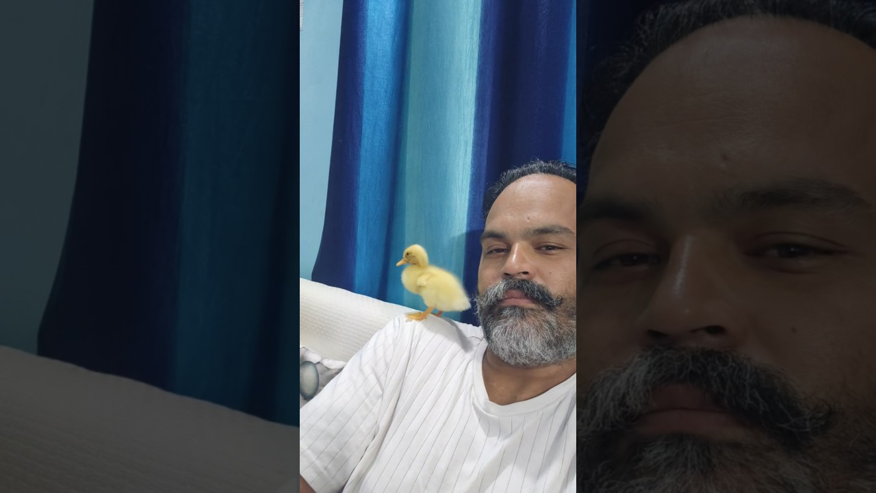 #836 #nature #bridslovers #duckcartoon #ducks #bebii #video@DEVGURULIFE @devgurubodalkiri3407