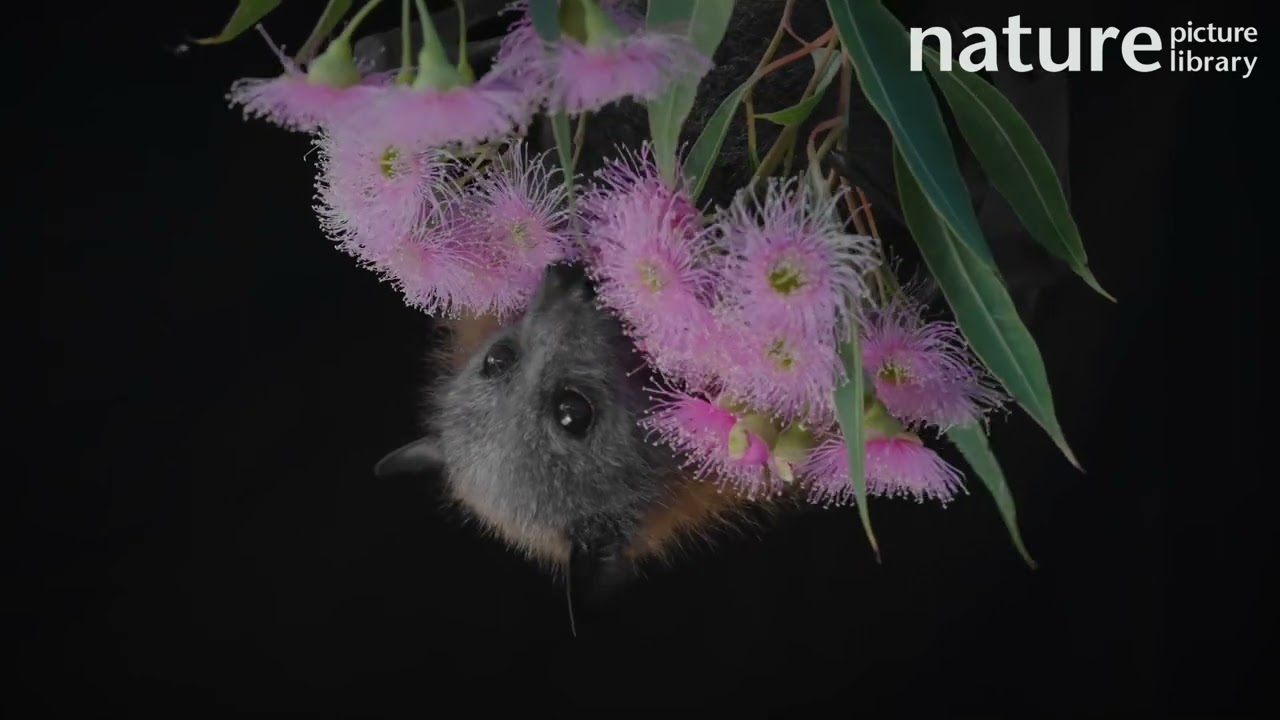 Grey-headed flying-fox (Pteropus poliocephalus) feeding on pink Eucalyptus blossom, Australia