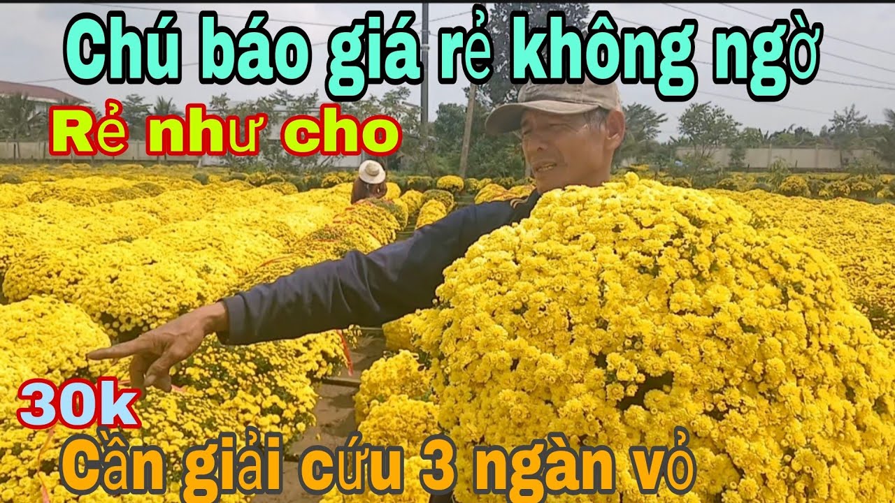 Chú vừa khóc vừa báo giá 30k rẻ không ai mua