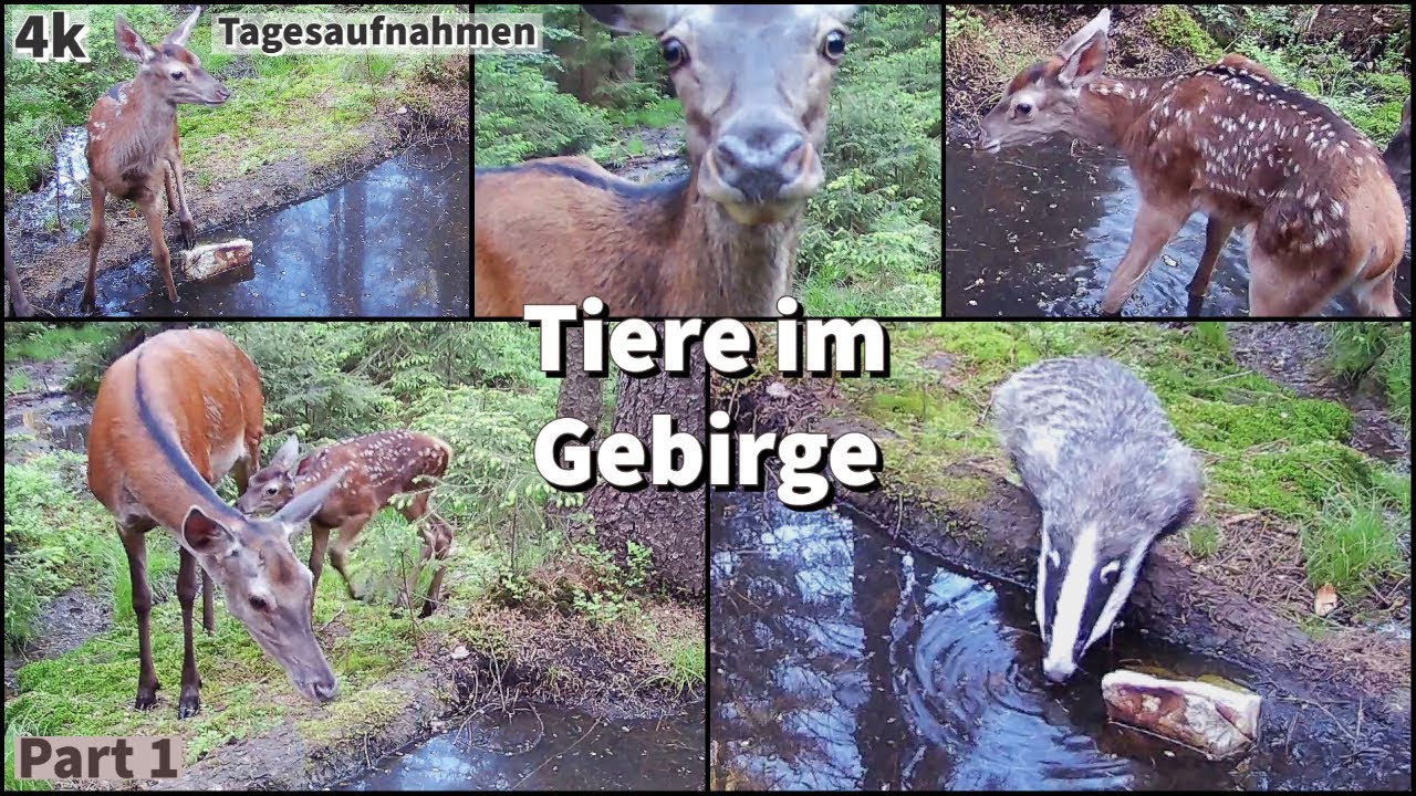 Tiere im Gebirge vor der Wildkamera; Part 1