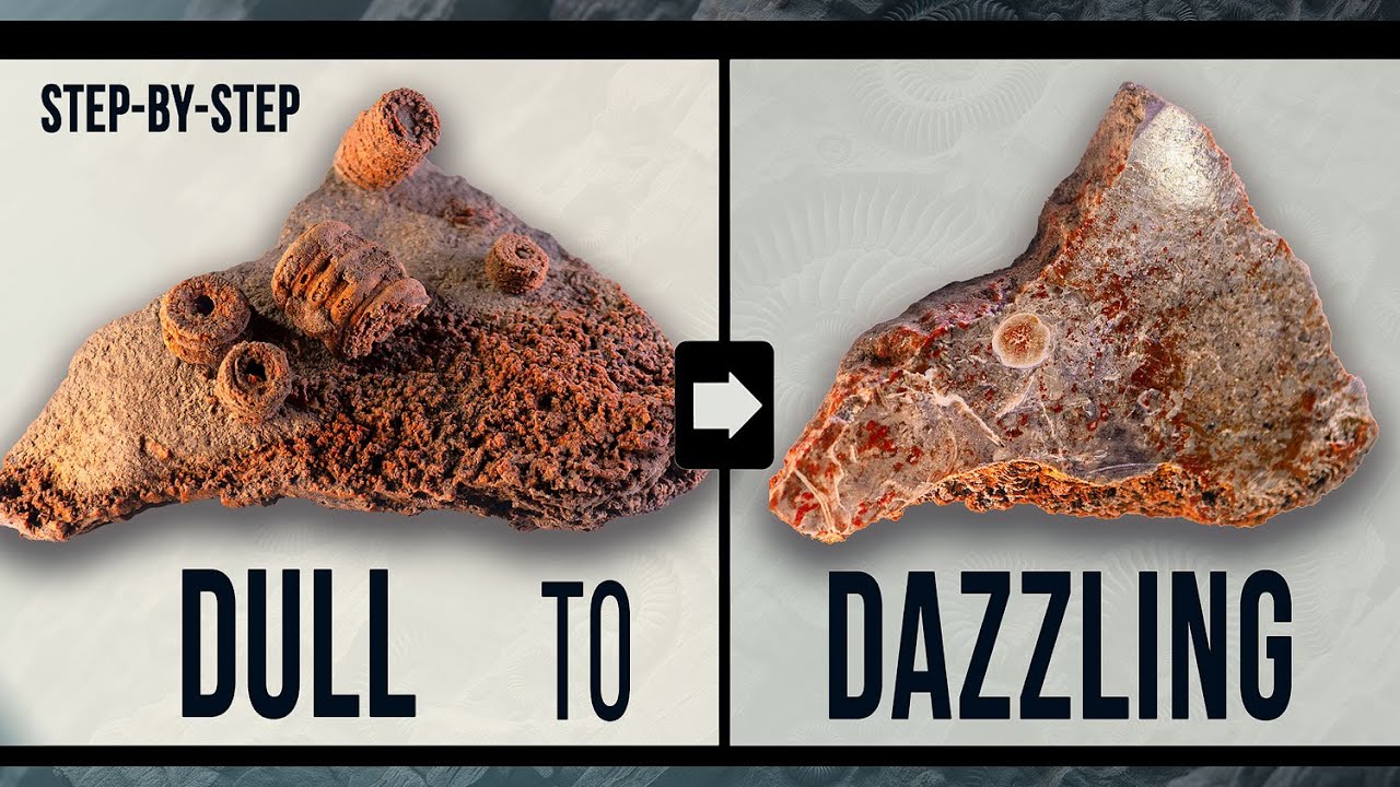Polish Fossils Like a PRO and Create Jaw-Dropping Dioramas!
