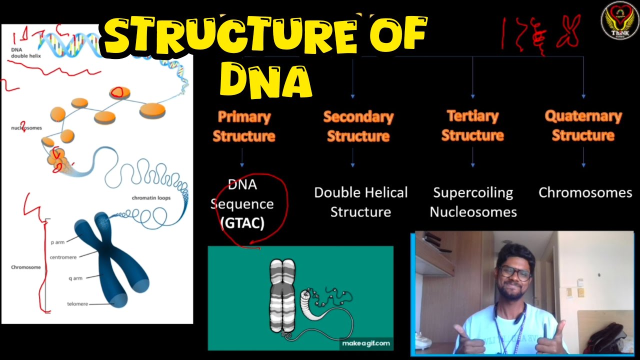4 Structures of DNA🧬 | Double Helix, Nucleosomes, Super coiling, Chromosomes | Tamil | ThiNK Biology