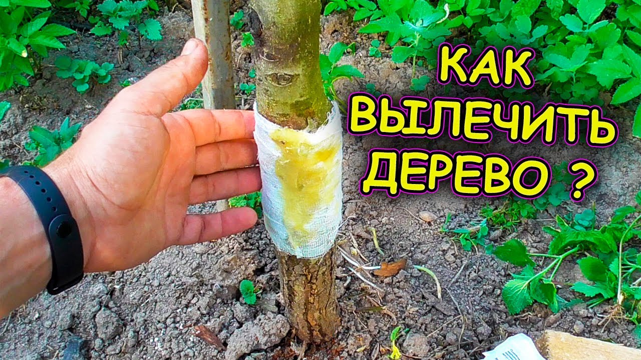 Как вылечить рану на яблоне и груше. Лечение морозобоин на плодовых деревьях. Повреждение груши.