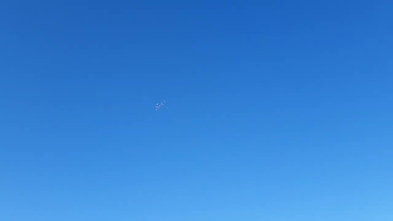 Gekranzelte Wiener Hochflugtauben Alttaubenstich 2023