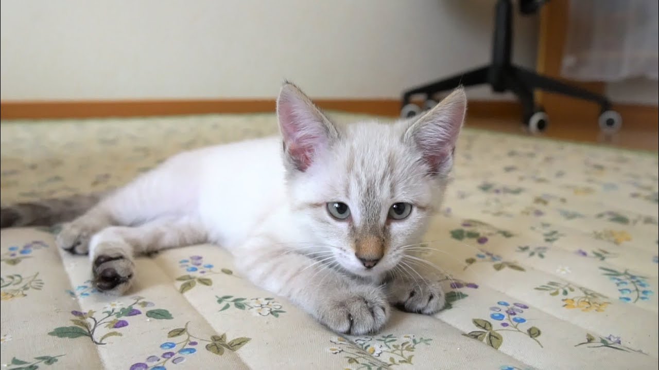 【生後63日】すずちゃんの里親さんが見つかりました！【保護子猫】