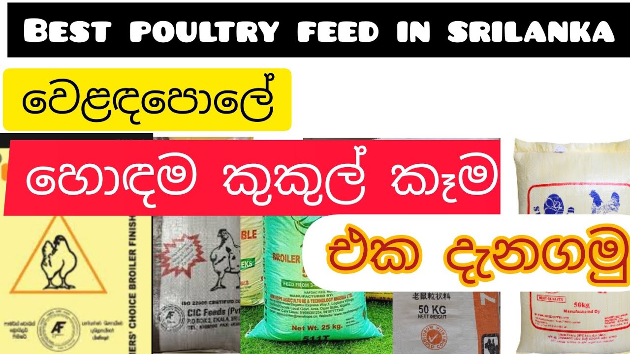 වෙළඳපොලේ හොඳම කුකුලු කෑම එක මොකක්ද?. Best Poultry Feed.
