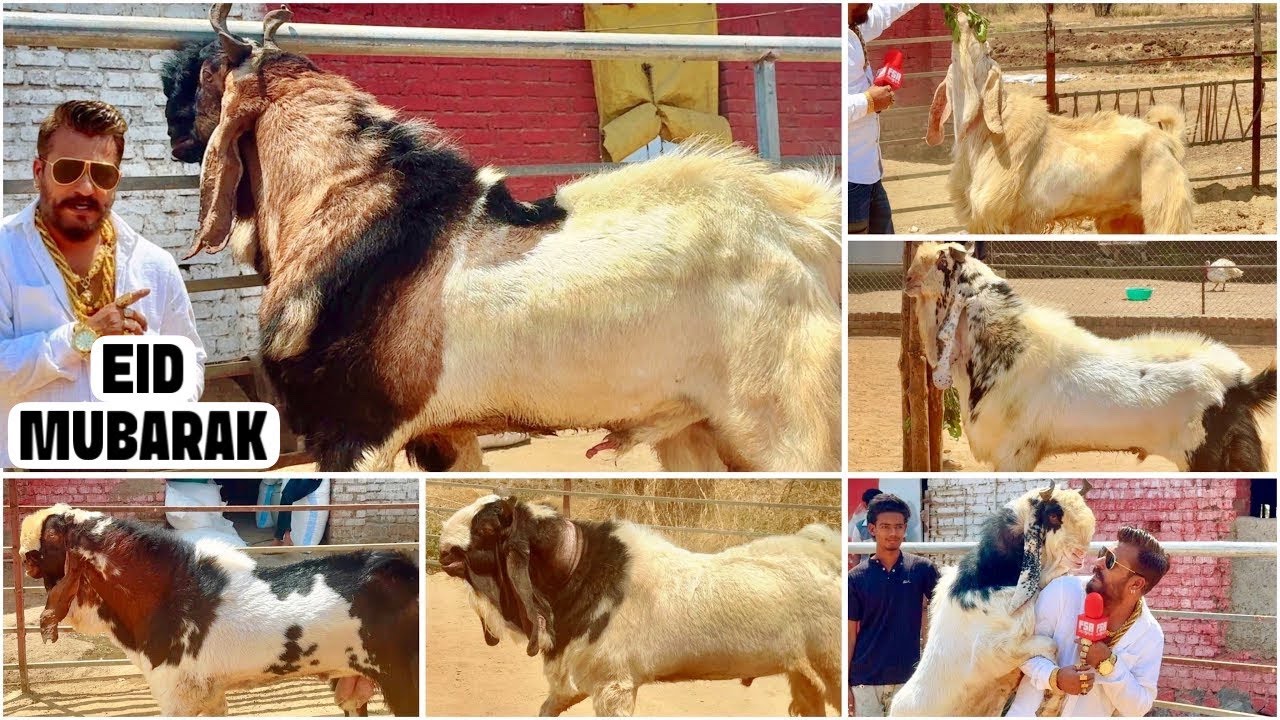 Eid Mubarak From MD Goat Farm | Eid Special Extraordinary Andul Goats