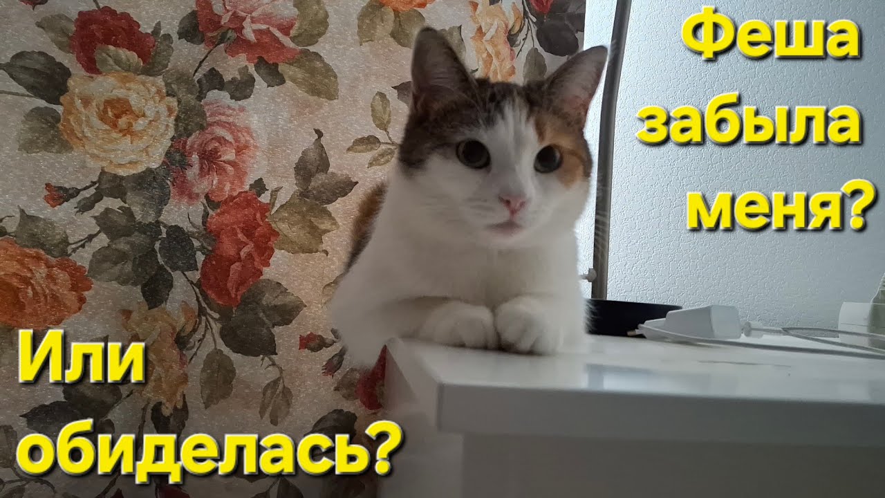 Феша меня забыла) / Или обиделась?