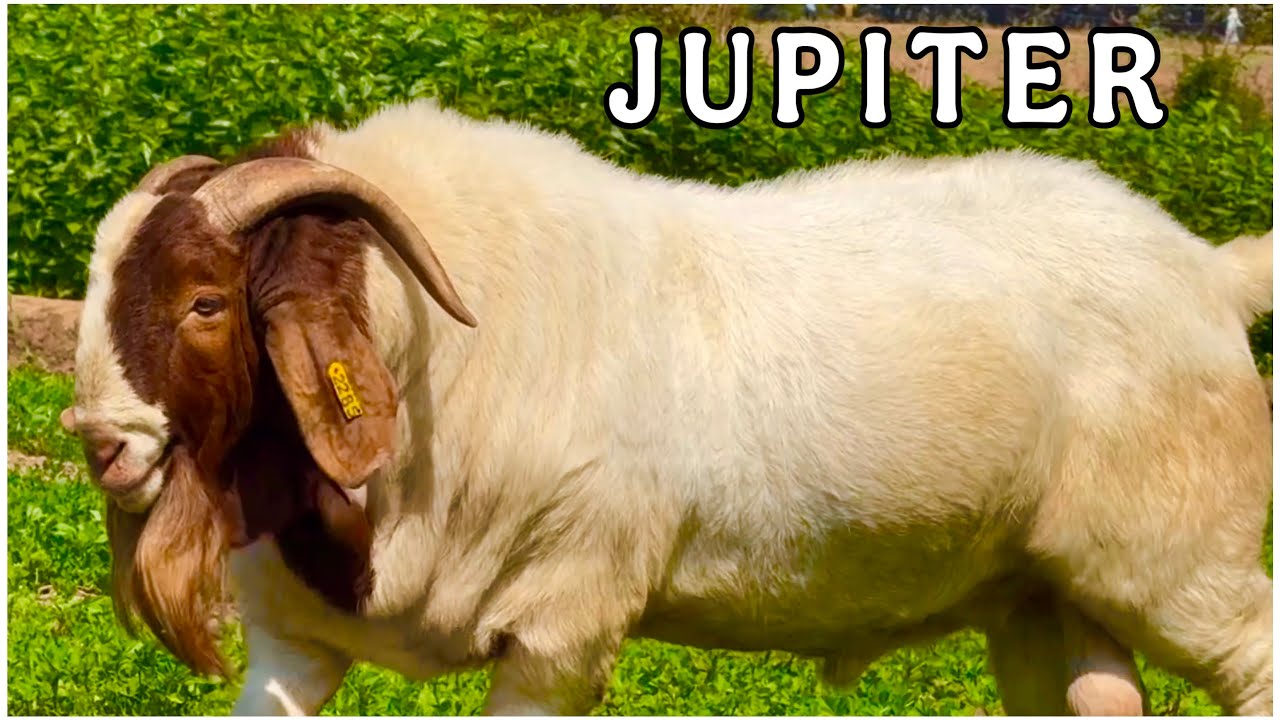 Breeder Jupiter & Full Blood Boer Kids at MD Genetics Full Blood Boer Farm, Maharashtra