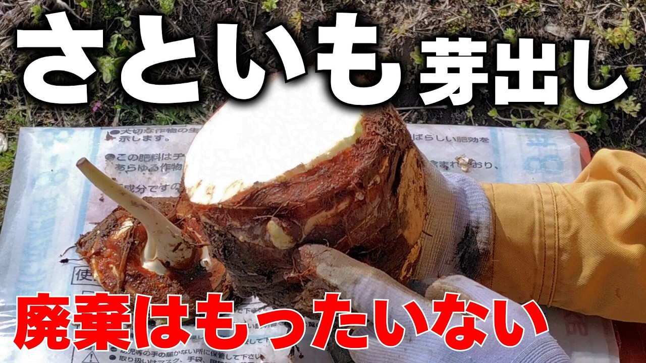 【サトイモ】初心者にもできる簡単な種イモ選びと芽出し！プロも実践する最強の芽出し