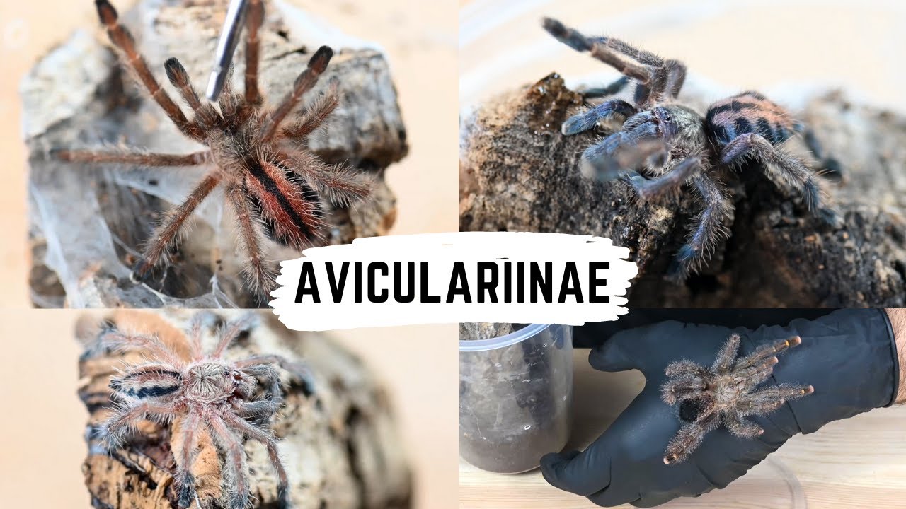Avicularia, Caribena, Ybyrapora, Iridopelma - karmienie + zmiany taksonomiczne | arent.pl