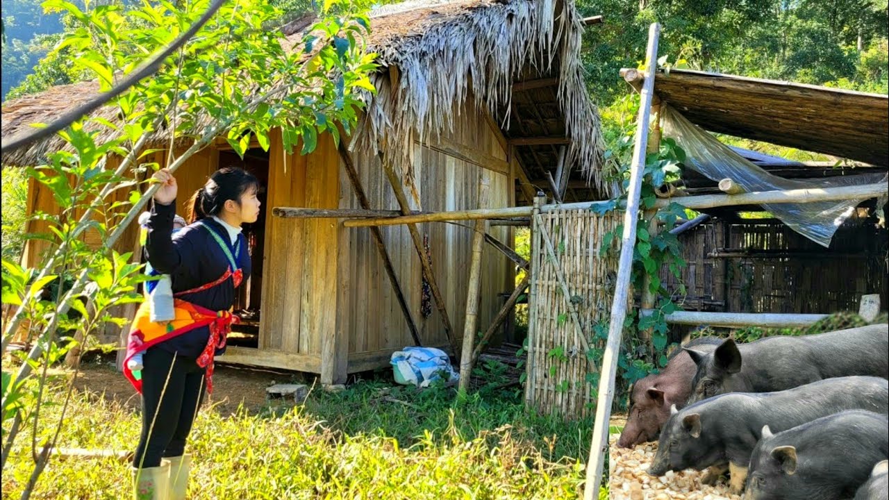 While searching for food for her pigs, the girl discovered an abandoned house deep in the forest.