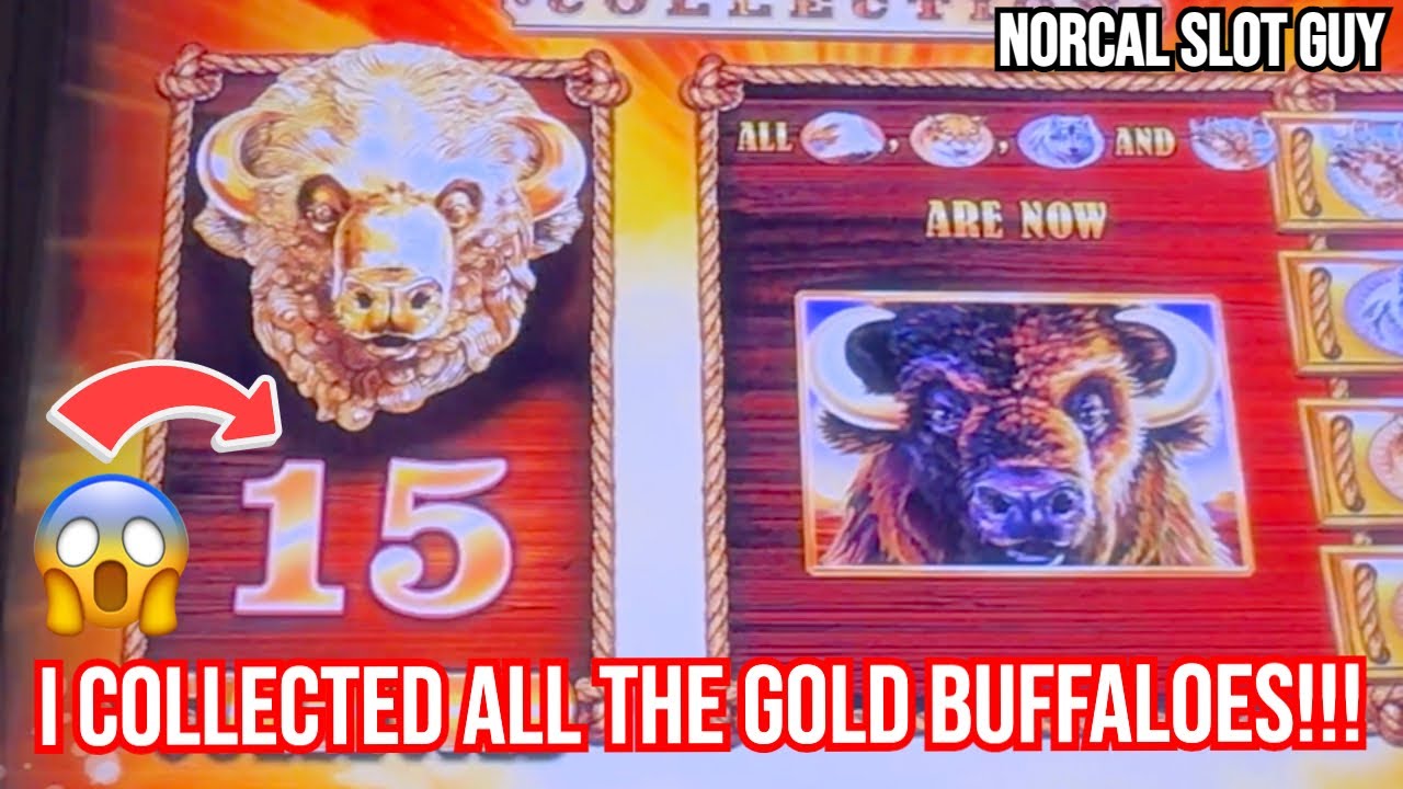 Я выиграл свой первый крупный выигрыш в 2026 году на игровом автомате Buffalo Gold в казино Cache...