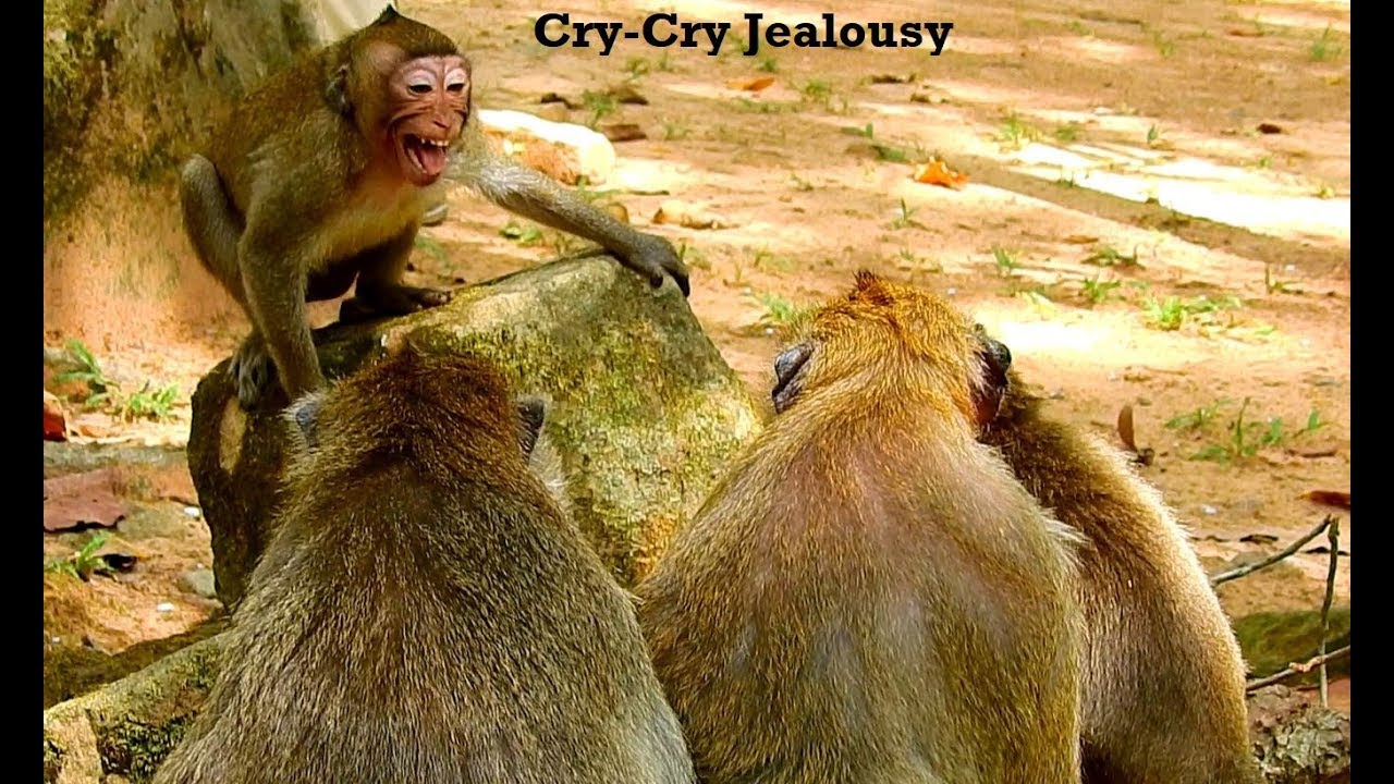 Angry Face!Sherry Cry Jealousy Baby Daliena Has Dana And Merry Protect/ Sad Day Merry,Monkey Videos