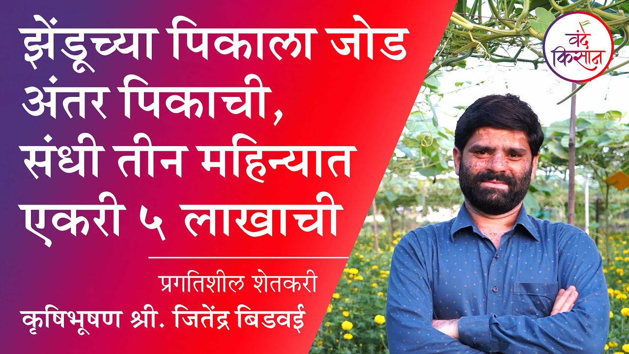 झेंडूच्या पिकाला जोड अंतर पिकाची, संधी  महिन्यात एकरी ५ लाखाची