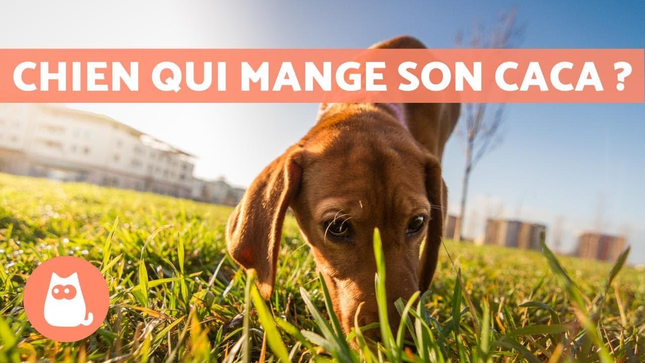 Pourquoi est-ce que mon chien mange ses crottes ? - Causes et solutions