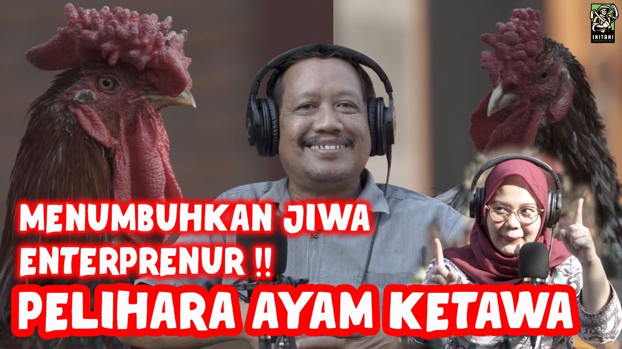 RAHASIA KEMENANGAN JUARA NASIONAL KONTES SUARA KOKOK AYAM KETAWA -  PAGUYUBAN AYAM KETAWA YOGYAKARTA