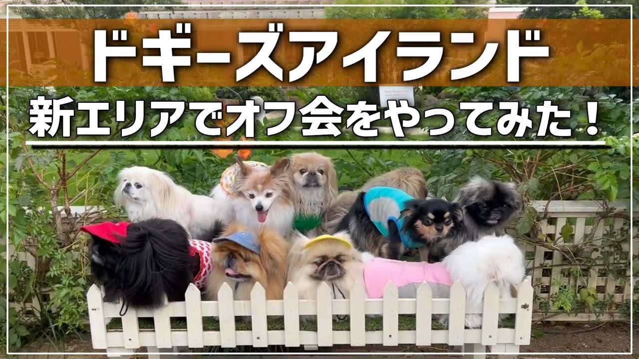 【ﾄﾞｷﾞｰｽﾞｱｲﾗﾝﾄﾞ】ペキ友とのオフ会が最高過ぎた…。