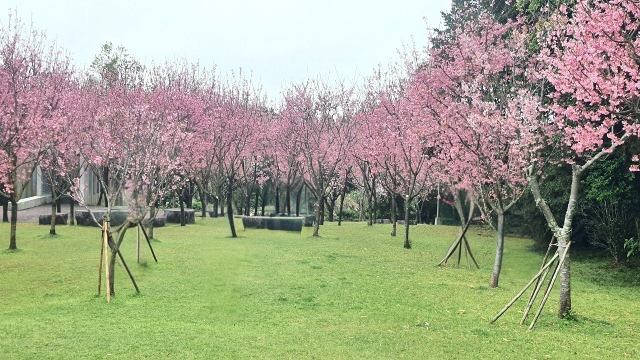 小15，2026陽明山住六公園昭和櫻盛開（0302）