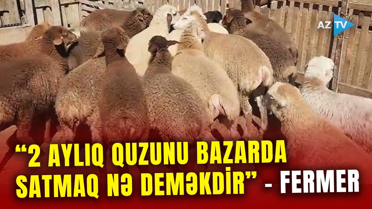 Quzuların erkən yaşda kəsilməsinin hansı fəsadları var? Yeni QADAĞALAR ola bilər - Qurumdan REAKSİYA