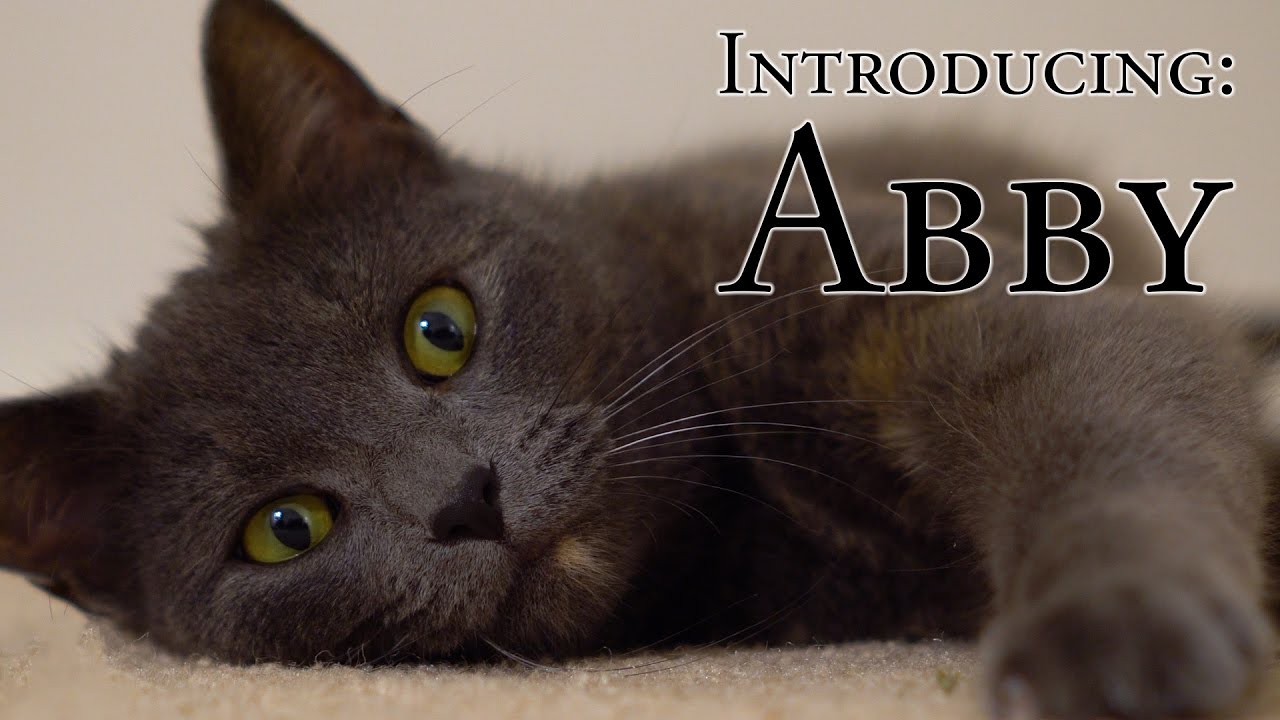 Introducing: Abby