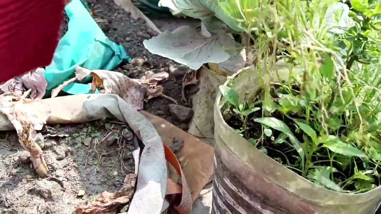 সামান্য হারভেস্টিং ও ছাদ বাগানের বর্তমান অবস্থা ||#roofgarden #এসোবাগানকরি 
