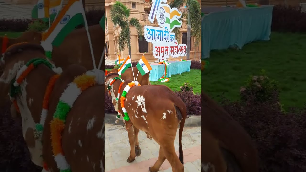 Indian independence day