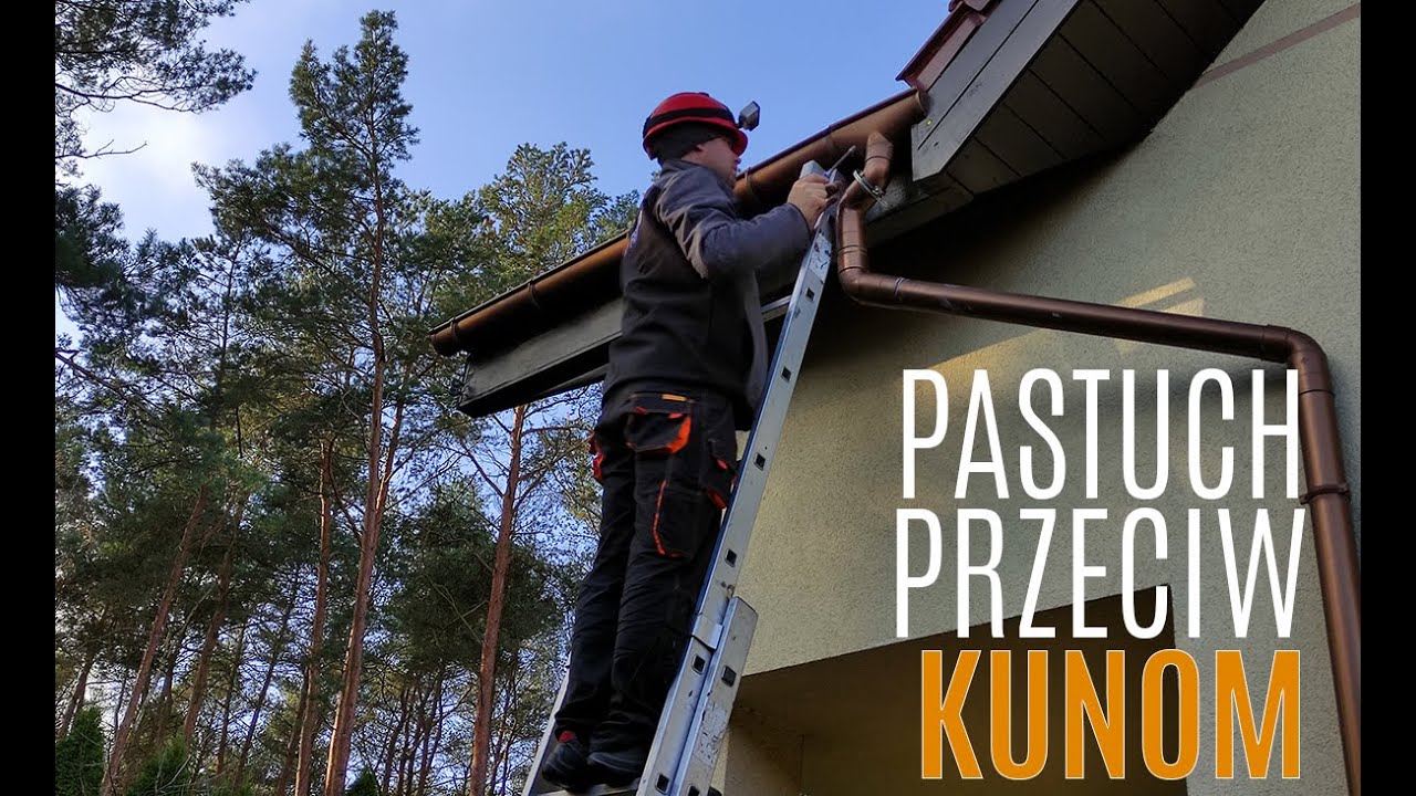 Pastuch elektryczny na kuny montaż na budynku - jak pozbyć się kuny, kuna na dachu, spos&oacute;b na kunę