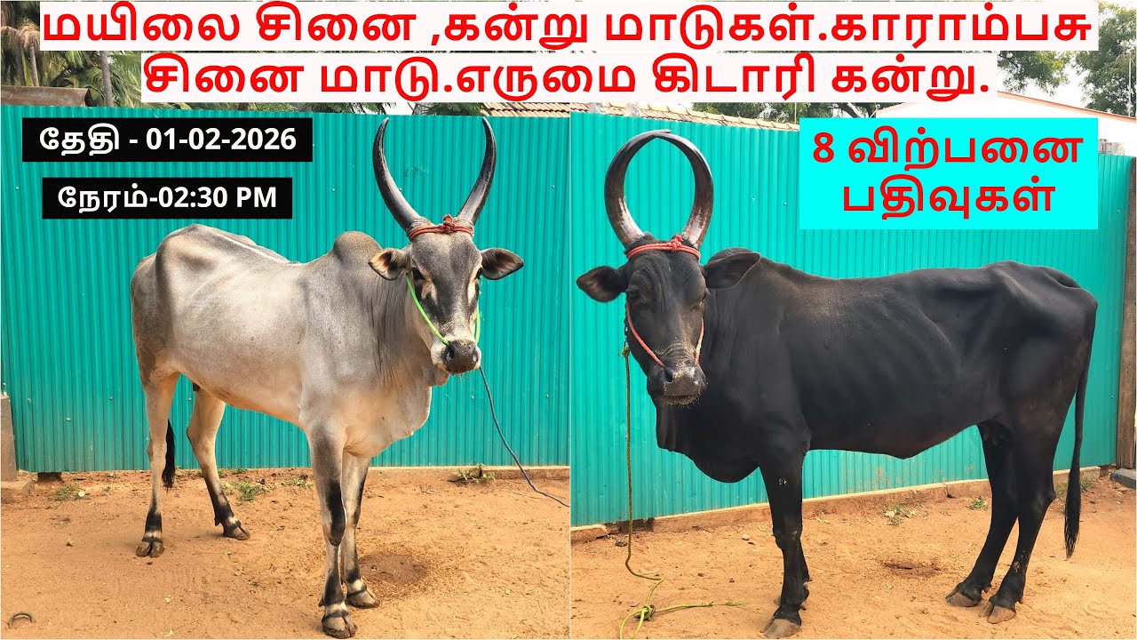 8-விற்பனை பதிவுகள்.மயிலை சினை ,கன்று மாடுகள்.காராம்பசு சினை மாடு.எருமை கிடாரி கன்று.