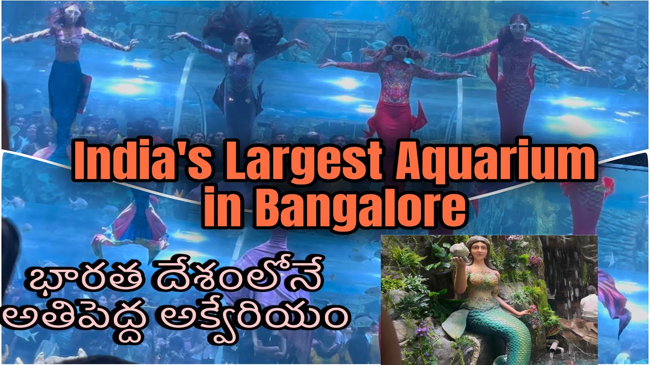 Aquarium paradise India’s Largest Aquarium in Bangalore mermaid Show Underwater Tunnel