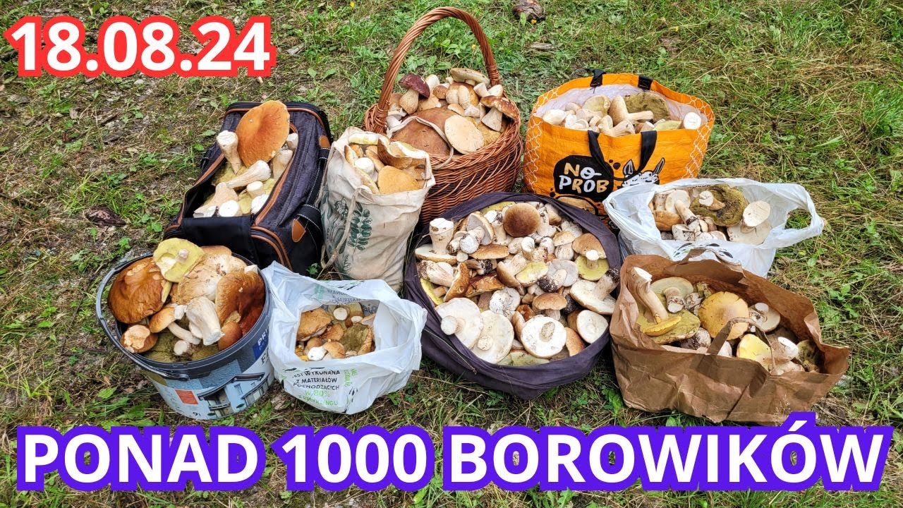 SZOK! PONAD 1000 BOROWIKÓW W TRZY OSOBY