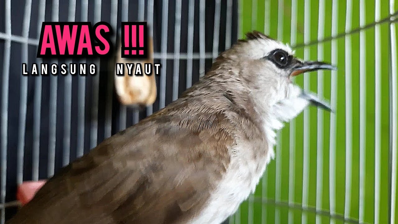 trucukan gacor ROPEL PANJANG buat pancingan trucukan agar bunyi JADIKAN burung trucuk gacor EMOSI
