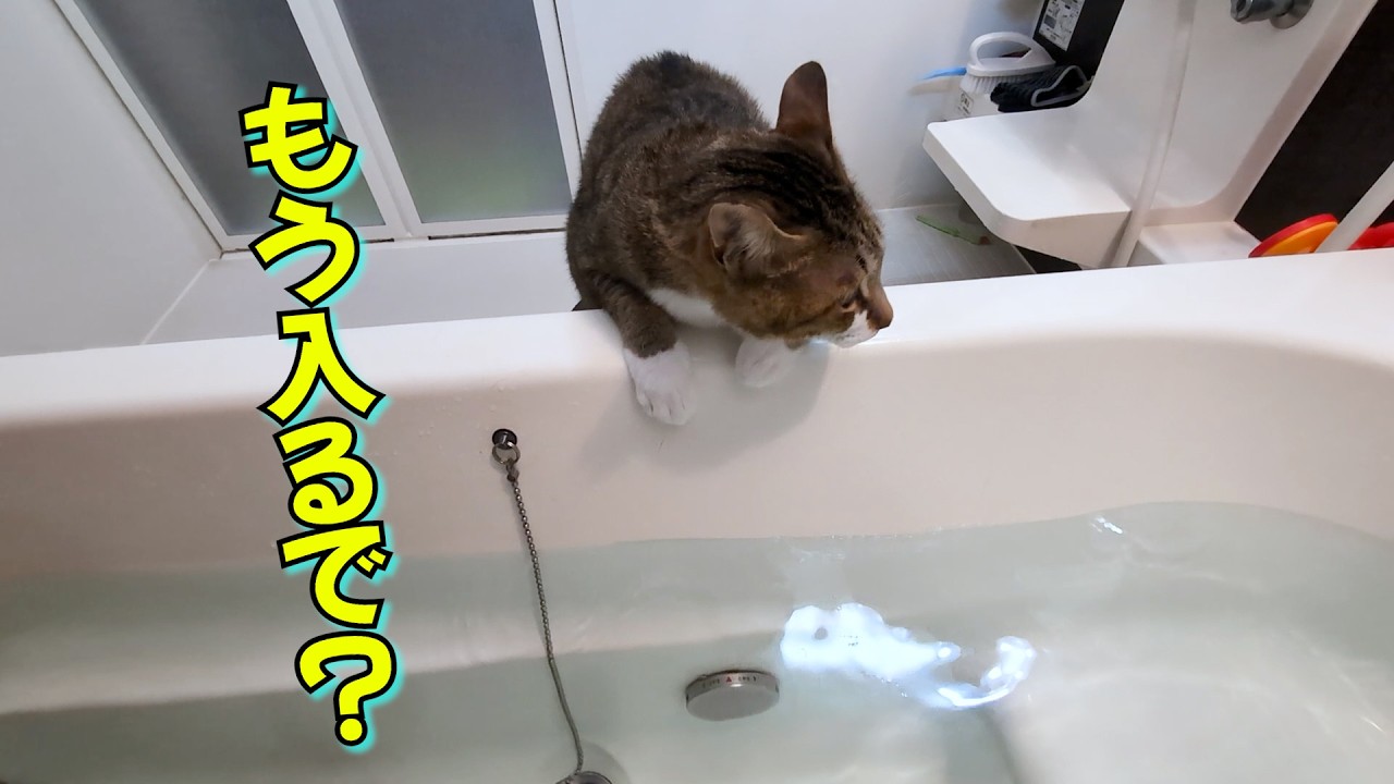 【カワウソじゃなくネコです】猫をシャンプーしてお風呂に入れたら首まで使って温泉でくつろぐ親父でした