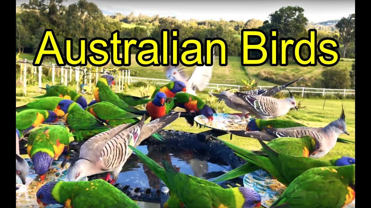 LIVE Bird Feeder Cam #australia #wildlife.