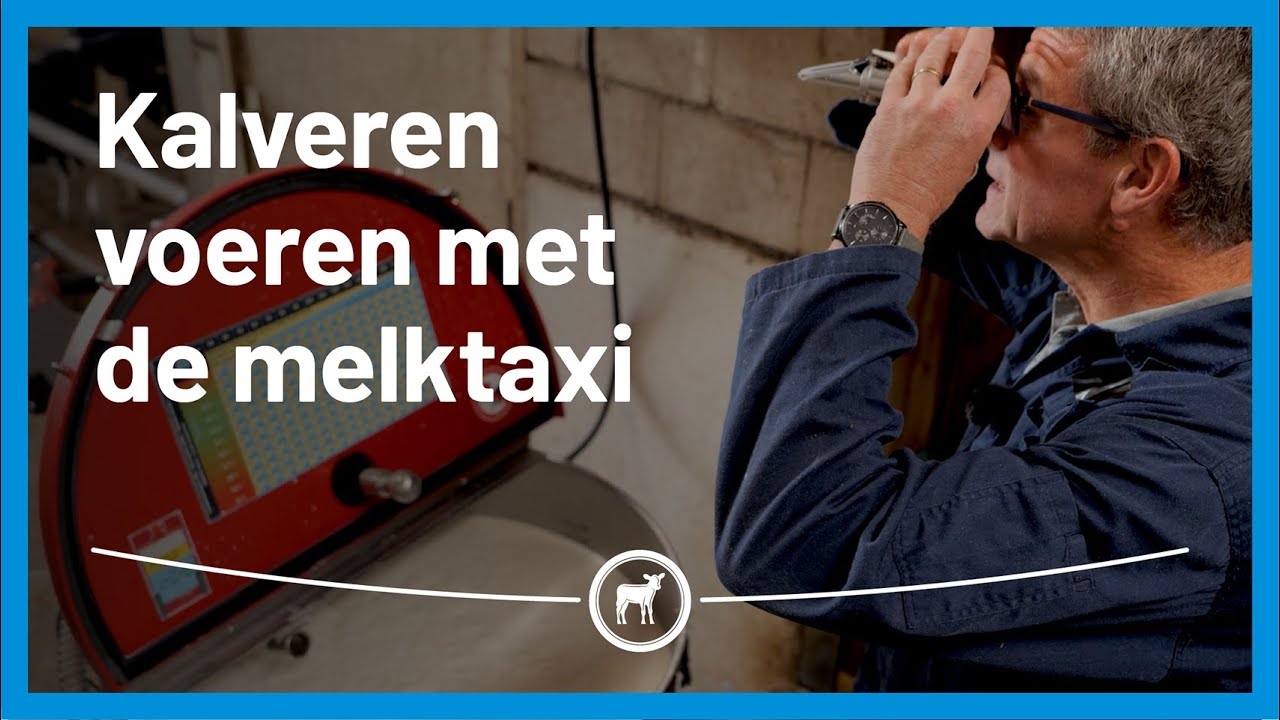 Kalveren voeren met de melktaxi