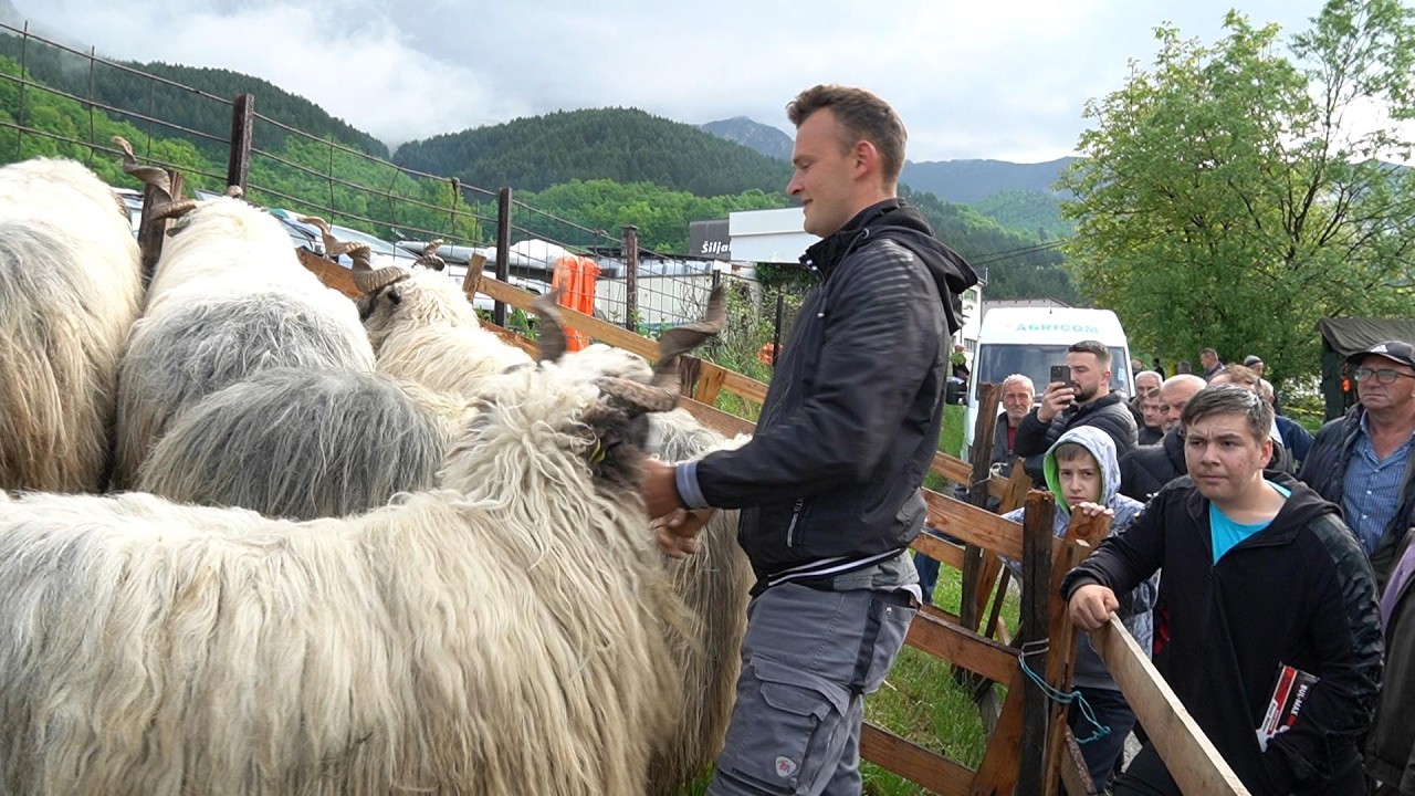 OVNOVI 5000 EURA JANJETINA 50 MARAKA SVEGA IMA NA VAŠARU U TURBETU