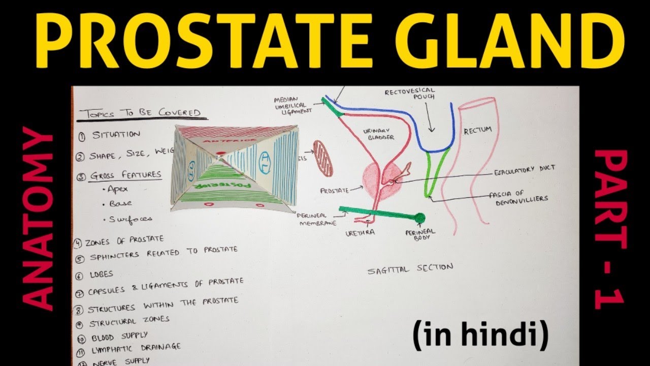 Prostate Gland - 1 | Abdomen