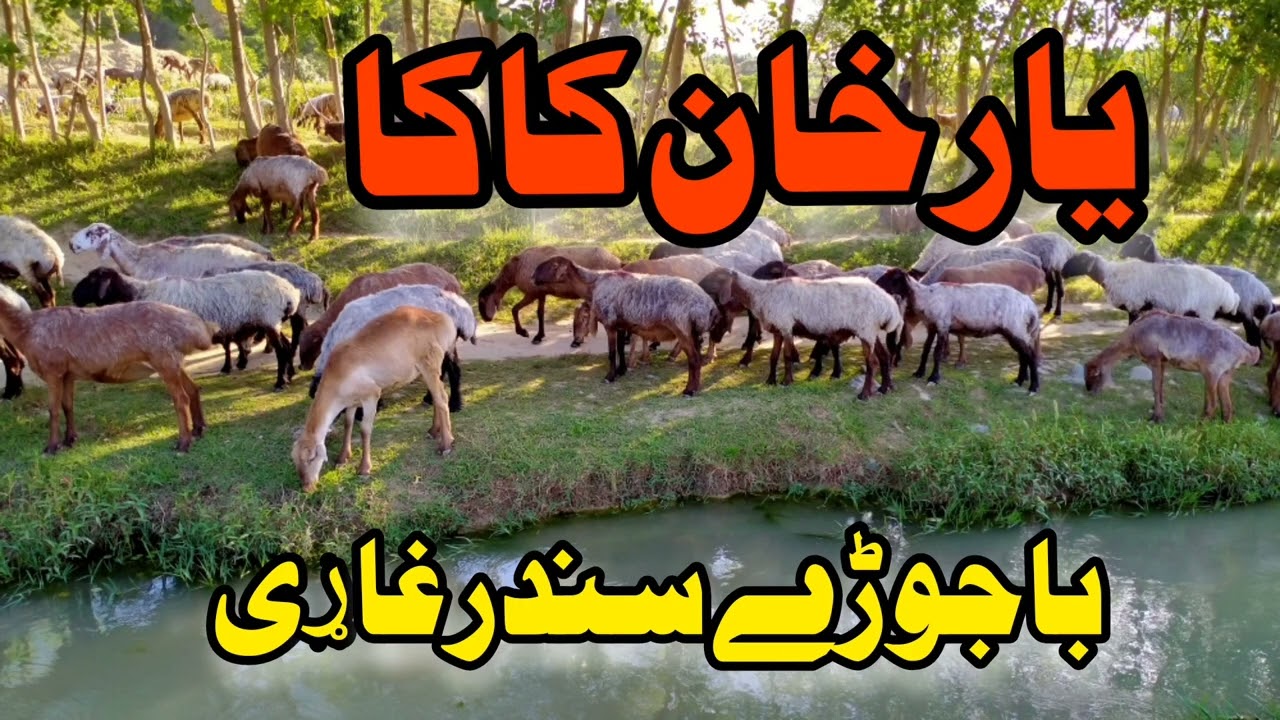 yar Khan Kaka cha tarali ye Zama tak toor patkeya coog
