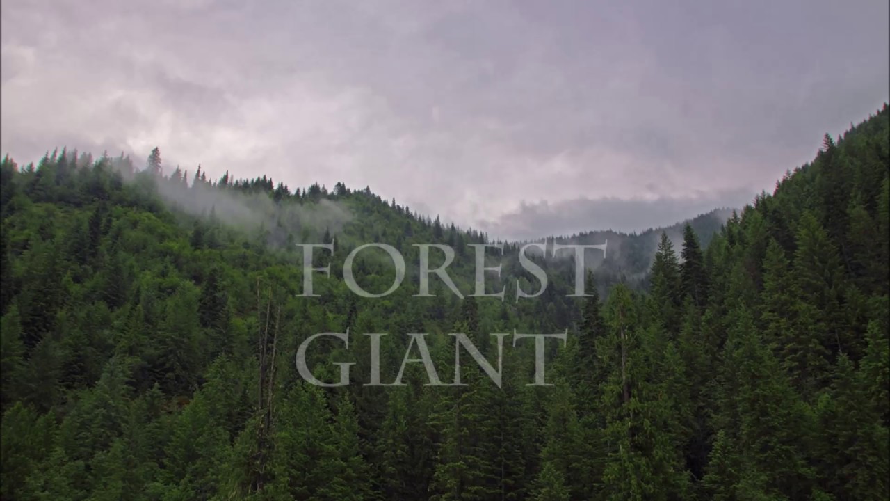 Original Atmospheric Song - Forest Giant