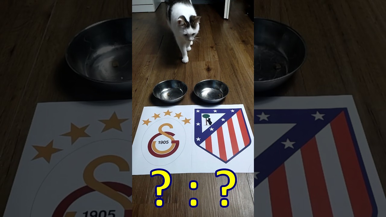 Galatasaray vs Atletico Madrid Prediction ⚽️ Oracle Cat’s UCL Pick! 