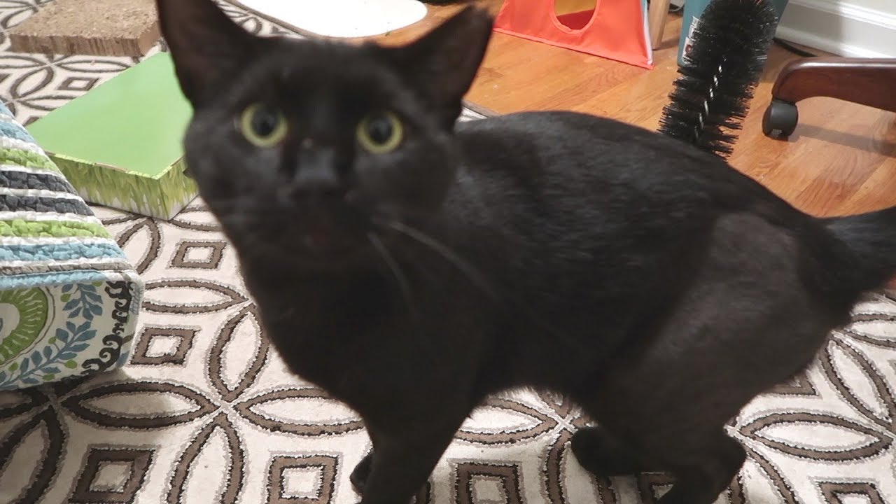 Boo Day 91 - Stella's Scratch And Roll - Training and Socializing A Feral Cat