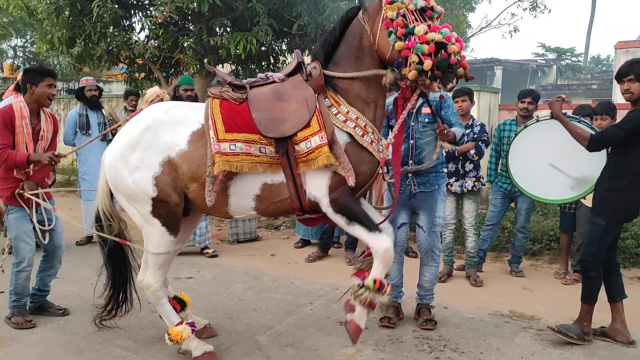 Nellore shakeer horse dance 7095786921,8639363882.