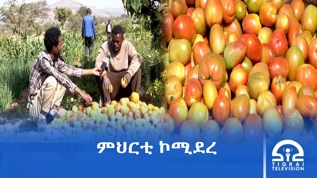 ኣብ ወረዳ ሓሓይለ ልዕሊ 7500 መራሕቲ ስድራ ተረባሕቲ ልምዓት መስኖ ይኾኑ ኣለዉ- ቤት ፅሕፈት ዘፈር ቁጠባ