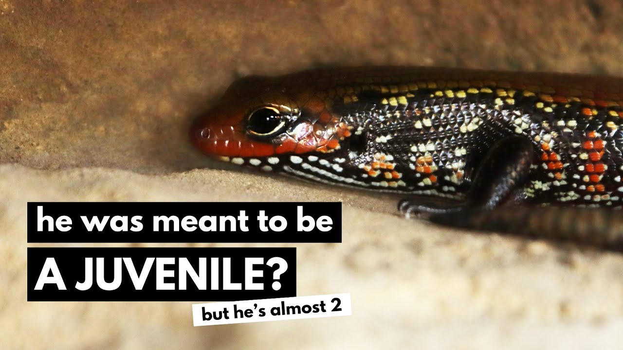 Was I LIED TO? + Handfeeding Fire Skink Success | 11-20 Week Update