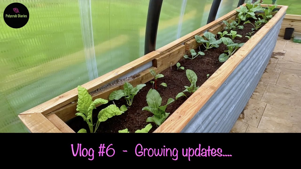 Polycrub Growing updates Vlog #6 - (Polytunnel)