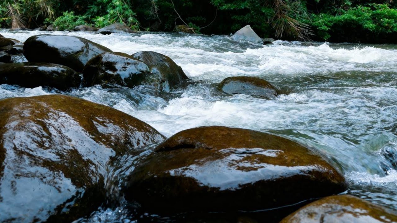 GENTLE RIVER FLOW FOR MIND RELAXATION, SOOTHING NATURE ASMR LIVESTREAM