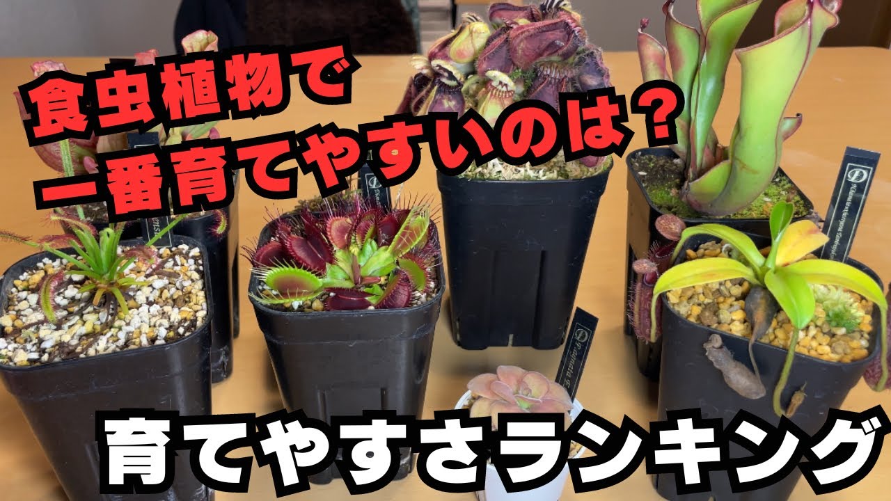 [どれが一番育てやすい？]私が考えるホームセンターで買える食虫植物の育てやすさランキング！　観葉植物