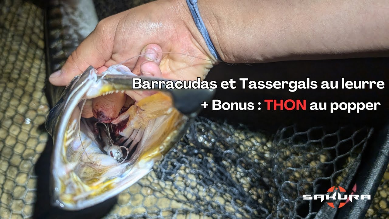 Pêche au leurre méditerranée - Barra et tassergal + Bonus INCROYABLE attaque thon au popper.