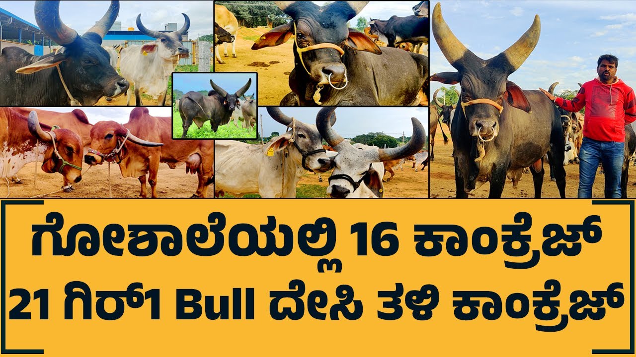 Kankrej Cow Farm | Kankrej cow Breed kannada | gyr cow | ಕಾಂಕ್ರೇಜ್ ಹಸು