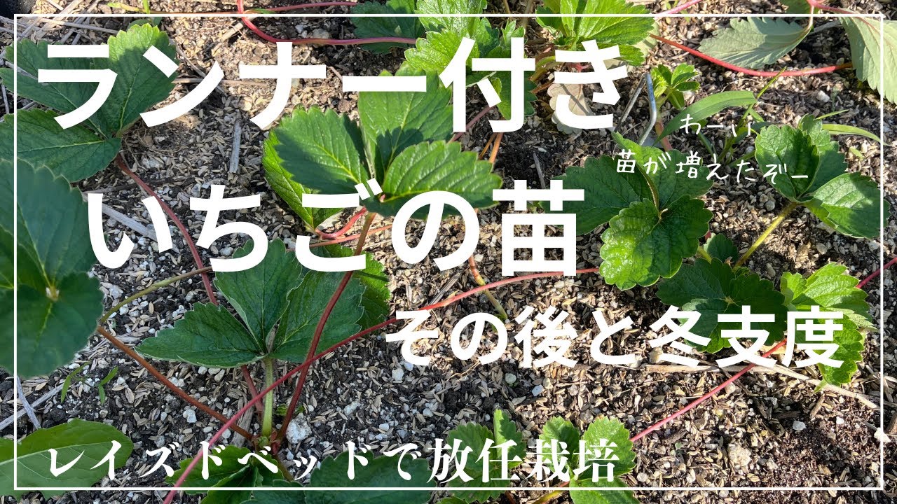 【いちご定植】レイズドベッドのいちご栽培